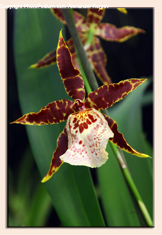 Blossom, Flora, Flower, Plant, Gladiolus, Iris, Geranium