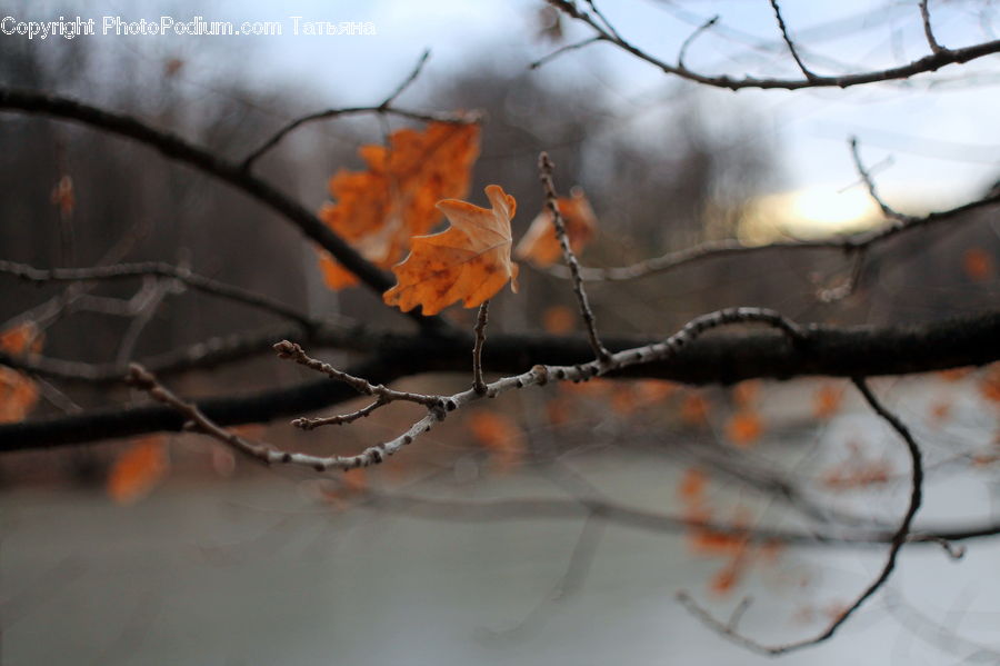 Birch, Tree, Wood, Plant, Vine, Maple, Maple Leaf