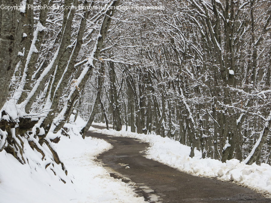 Birch, Tree, Wood, Forest, Vegetation, Landscape, Nature