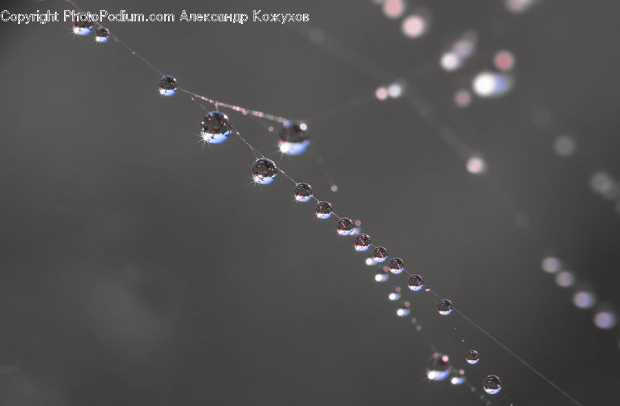 Droplet, Lighting, Arachnid, Argiope, Garden Spider, Insect, Spider