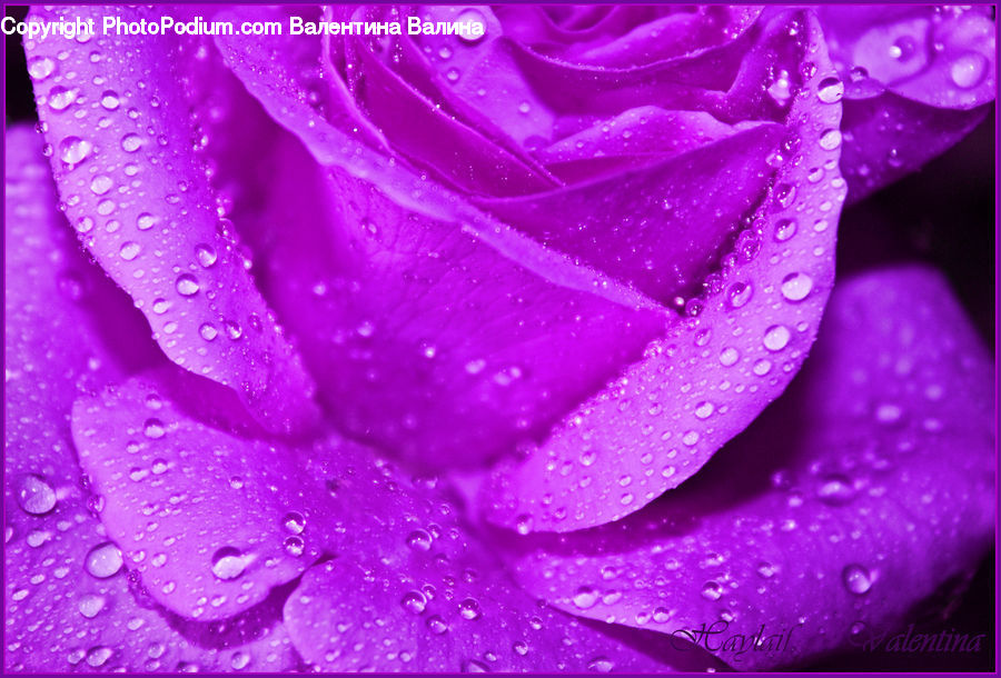 Blossom, Flower, Plant, Rose, Carnation, Flora, Petal