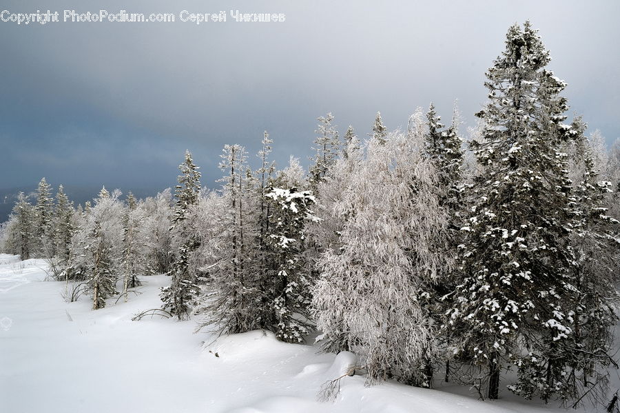 Conifer, Fir, Spruce, Wood, Plant, Tree, Pine