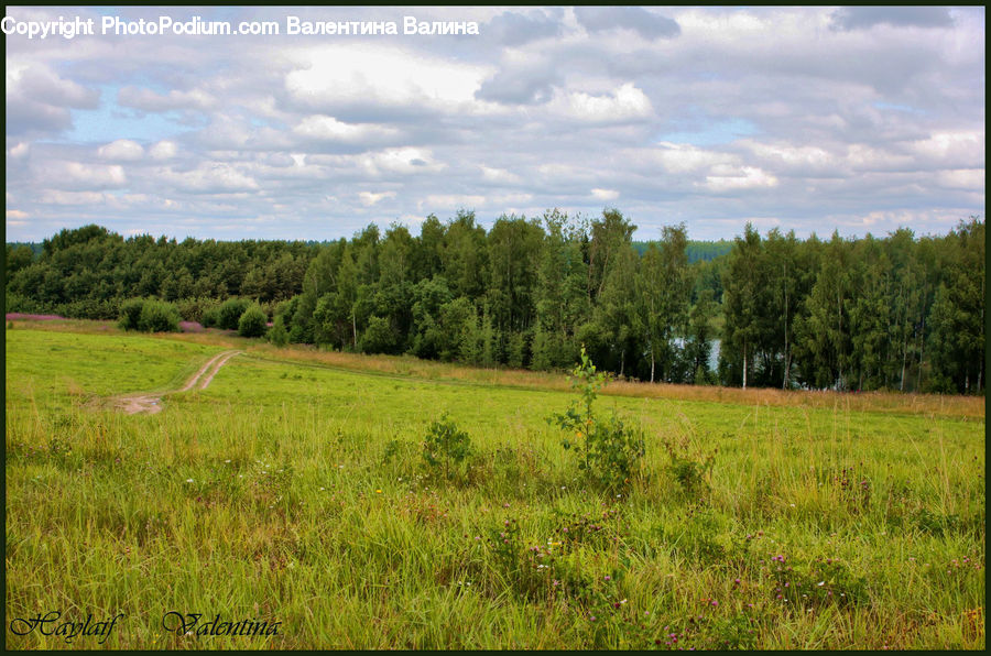 Field, Grass, Grassland, Land, Outdoors, Countryside, Meadow