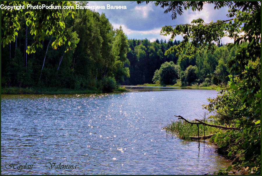 Forest, Jungle, Rainforest, Vegetation, Outdoors, Pond, Water
