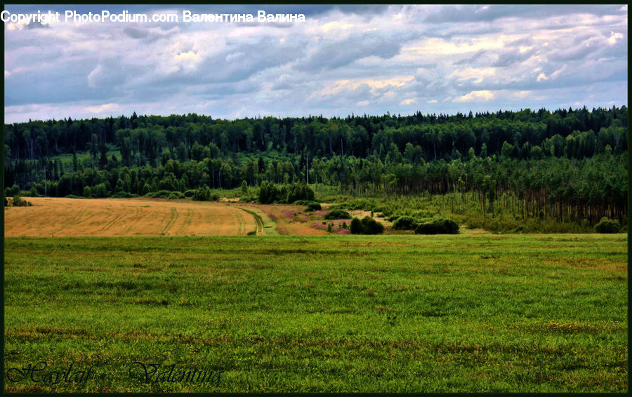 Field, Grass, Grassland, Land, Outdoors, Countryside, Meadow