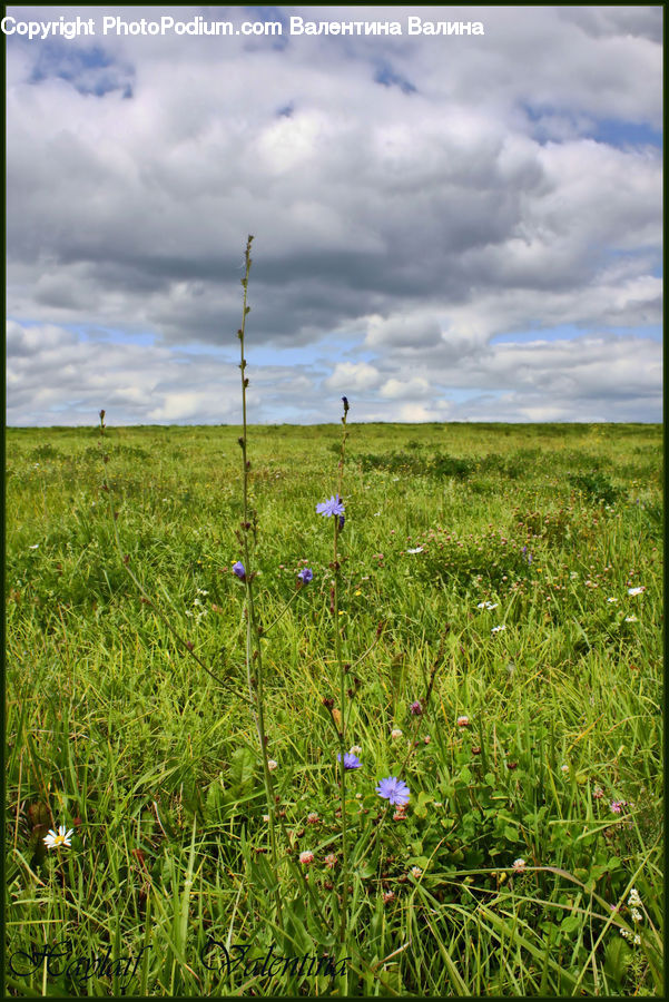 Field, Grass, Grassland, Land, Outdoors, Plant, Meadow