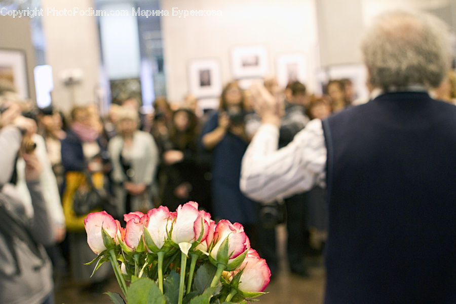 People, Person, Human, Blossom, Flower, Plant, Rose