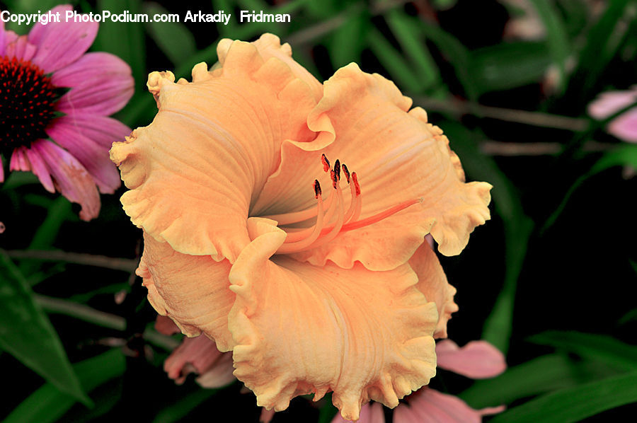 Flora, Flower, Gladiolus, Plant, Blossom, Carnation, Hibiscus