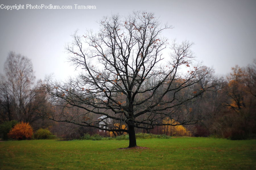 Plant, Tree, Oak, Wood, Field, Grass, Grassland