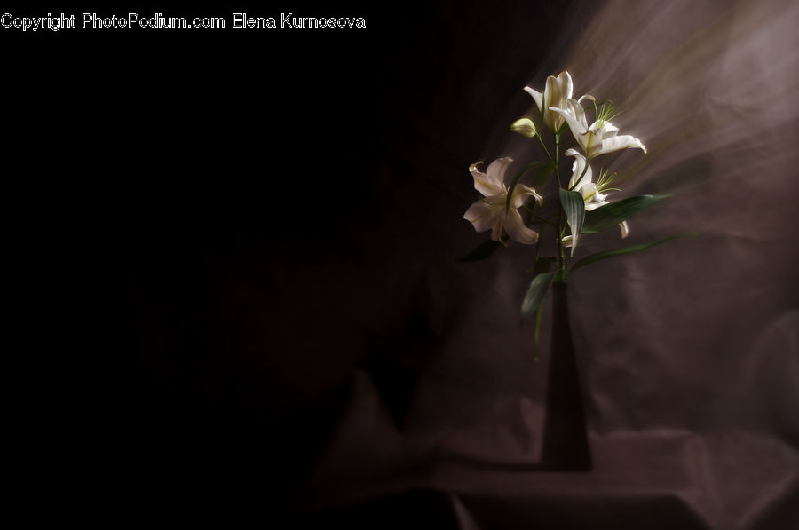 Flora, Flower, Lily, Plant, Amaryllis, Gladiolus, Blossom