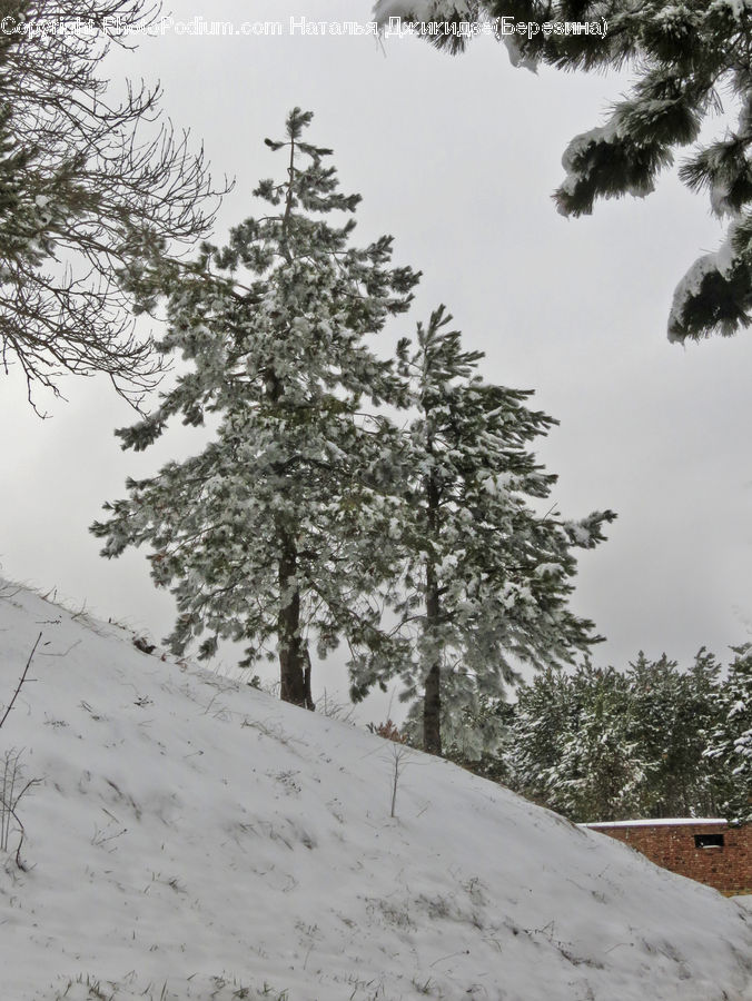 Conifer, Fir, Plant, Tree, Ice, Outdoors, Snow