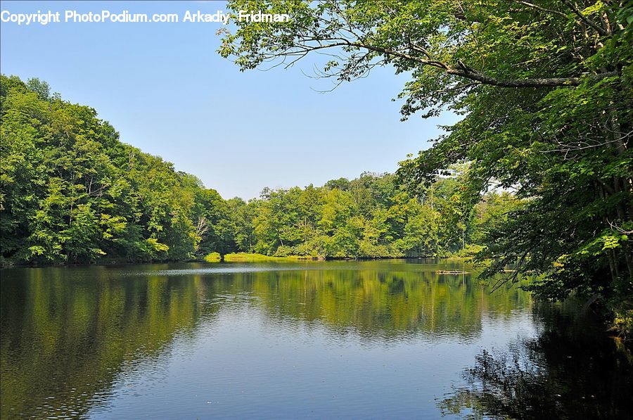 Forest, Jungle, Outdoors, Pond, Water, Rainforest, Vegetation