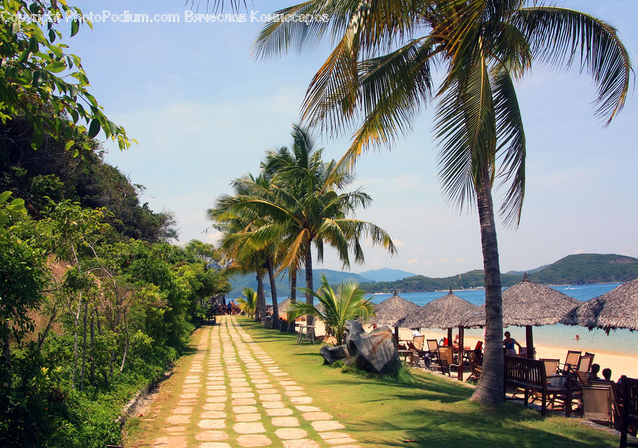 Hotel, Resort, Forest, Jungle, Palm Tree, Plant, Tree