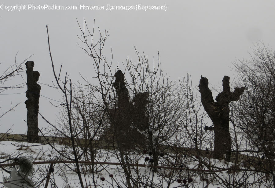 People, Person, Human, Plant, Tree, Oak, Wood