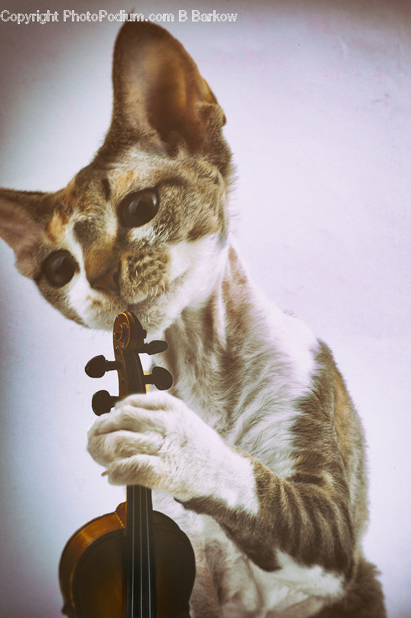 Abyssinian, Animal, Cat, Mammal, Pet