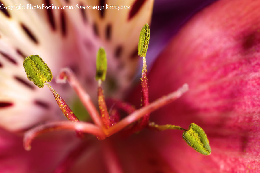 Blossom, Flora, Flower, Geranium, Plant, Pollen, Moss