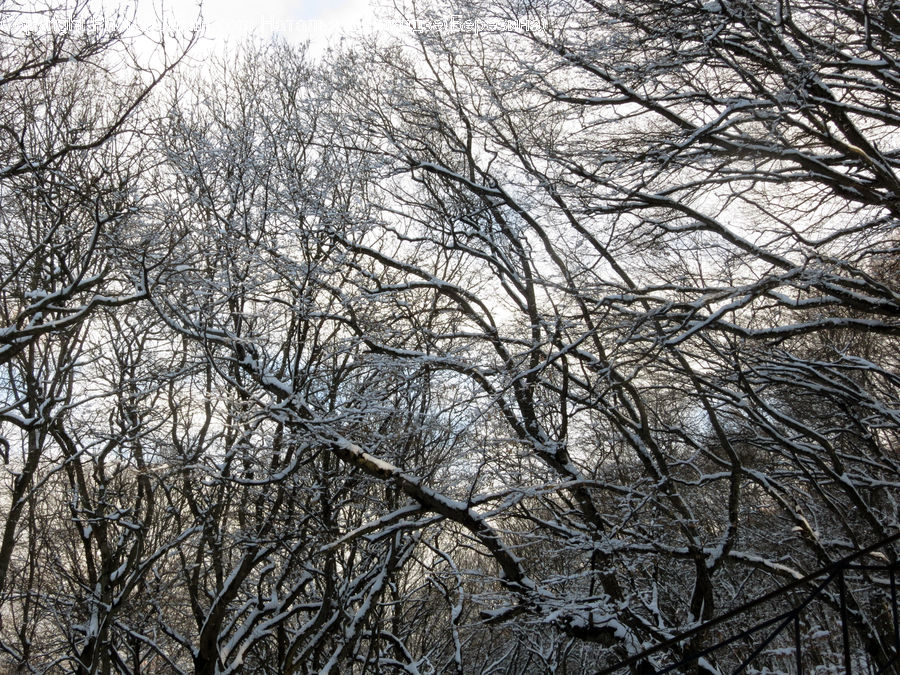 Plant, Tree, Forest, Vegetation, Landscape, Nature, Scenery