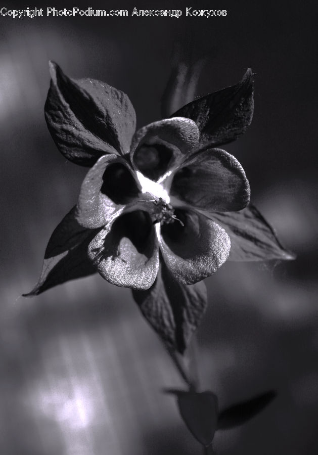 Blossom, Flora, Flower, Plant, Petal, Aquilegia, Lily