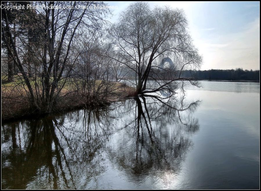 Landscape, Nature, Scenery, Flood, Plant, Tree, Blossom