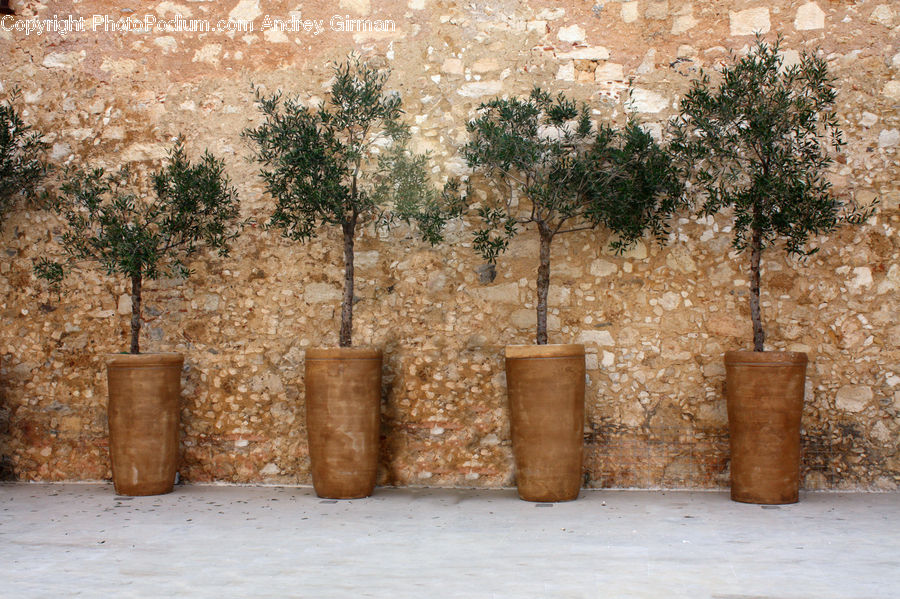 Pot, Pottery, Planter, Potted Plant, Patio, Blossom, Flower