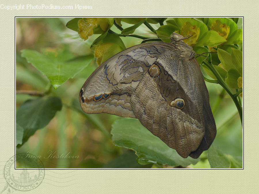 Butterfly, Insect, Invertebrate