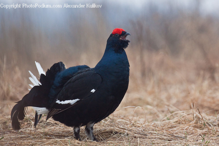 Bird, Pheasant, Blackbird, Partridge