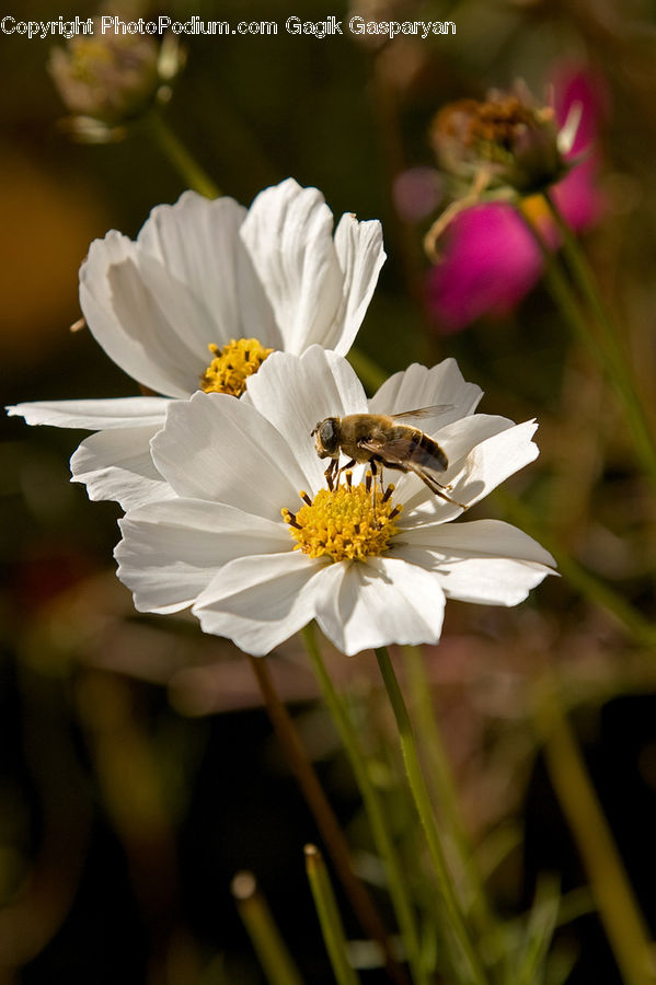 Cosmos, Flora, Pollen, Asteraceae, Blossom, Flower, Plant