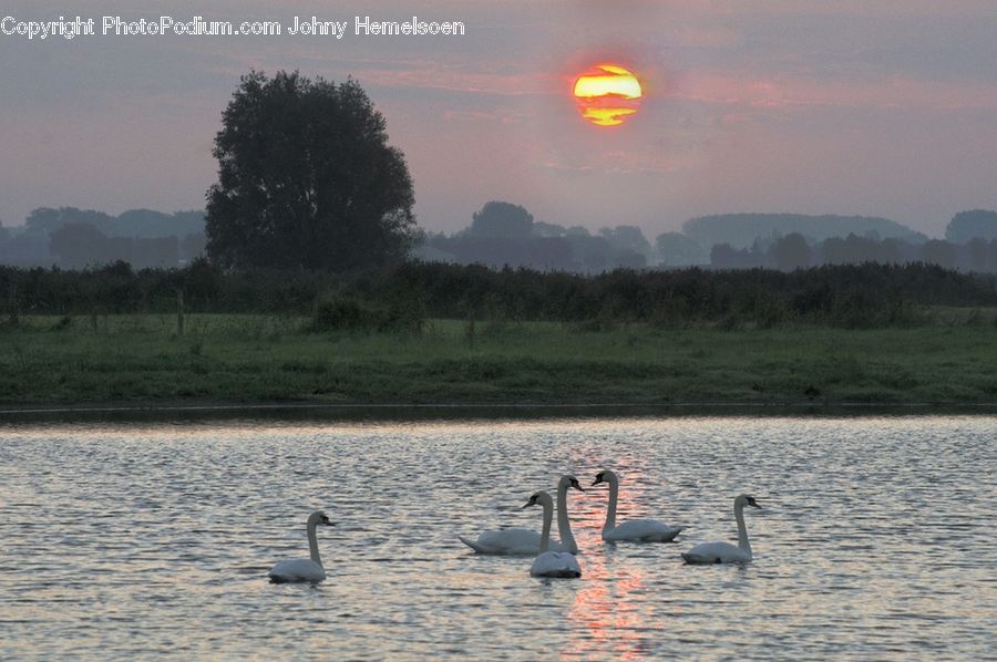 Leisure Activities, Bird, Goose, Waterfowl