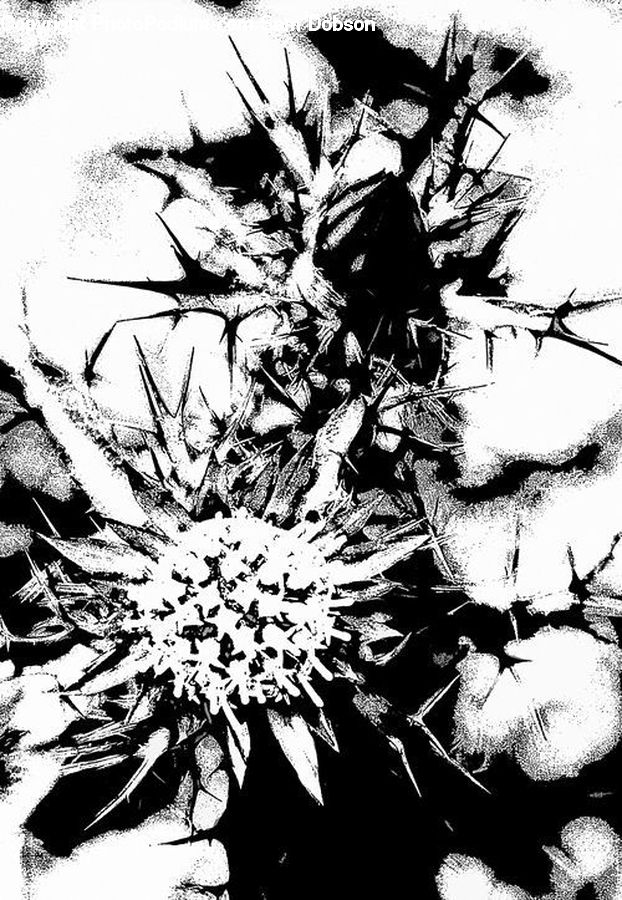 Silhouette, Plant, Blossom, Flora, Flower, Tree, Arecaceae