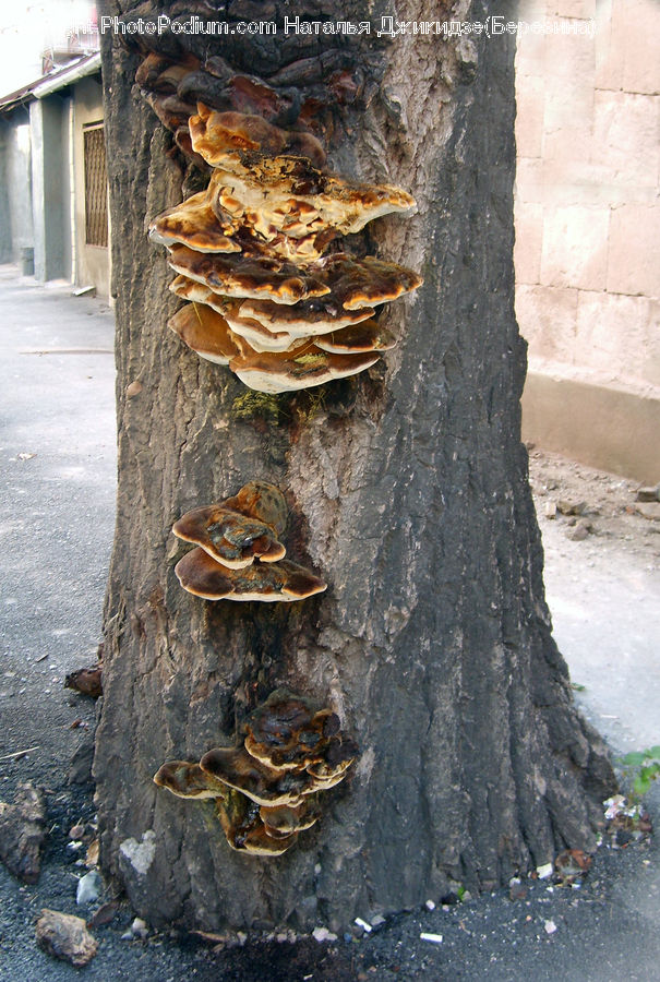 Agaric, Amanita, Fungus, Mushroom, Plant, Tree Trunk, Rock