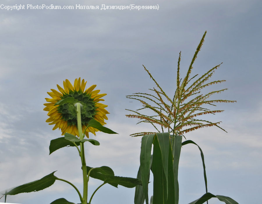 Blossom, Flora, Flower, Plant, Sunflower, Flower Arrangement, Ikebana
