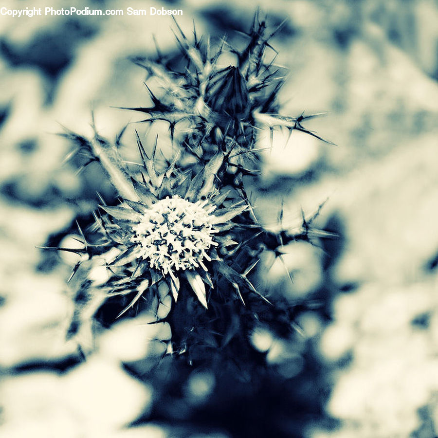 Frost, Ice, Outdoors, Snow, Dandelion, Flower, Plant