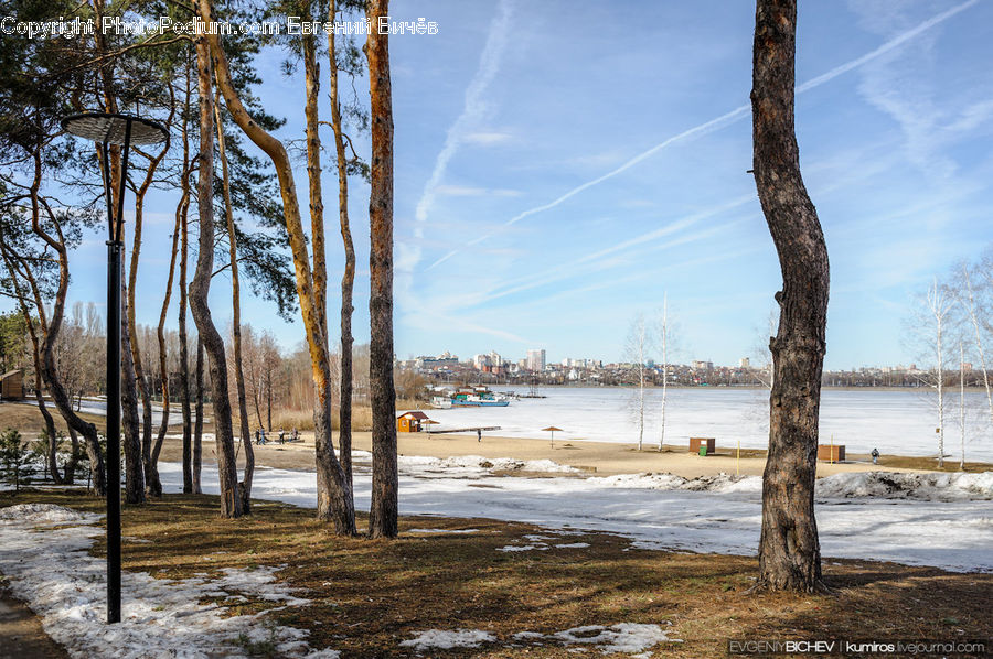 Plant, Tree, Birch, Wood, Forest, Grove, Land
