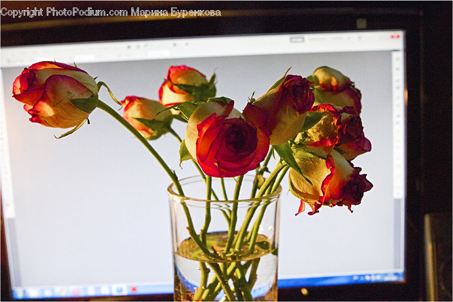 People, Person, Human, Blossom, Flower, Plant, Rose