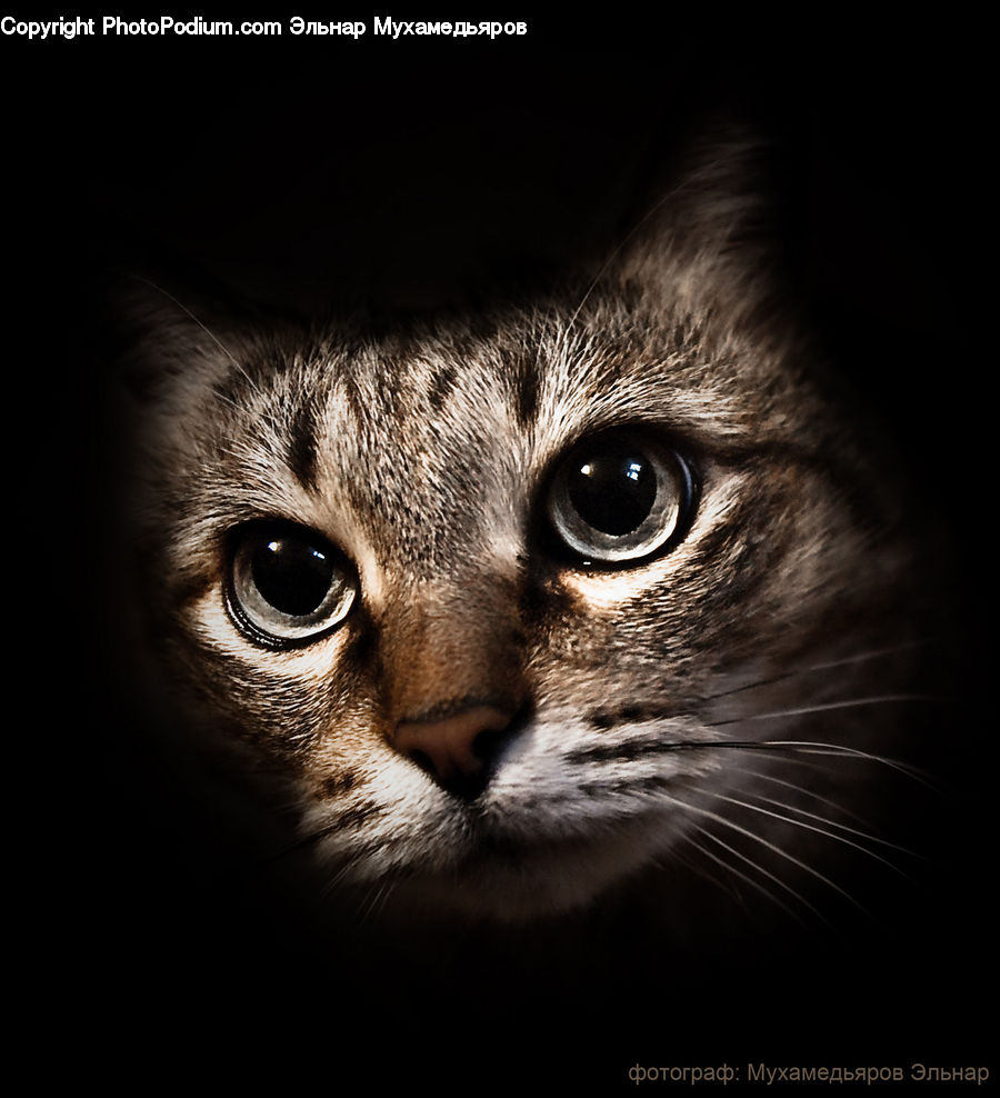 Abyssinian, Animal, Cat, Mammal, Pet, Siamese, Kitten