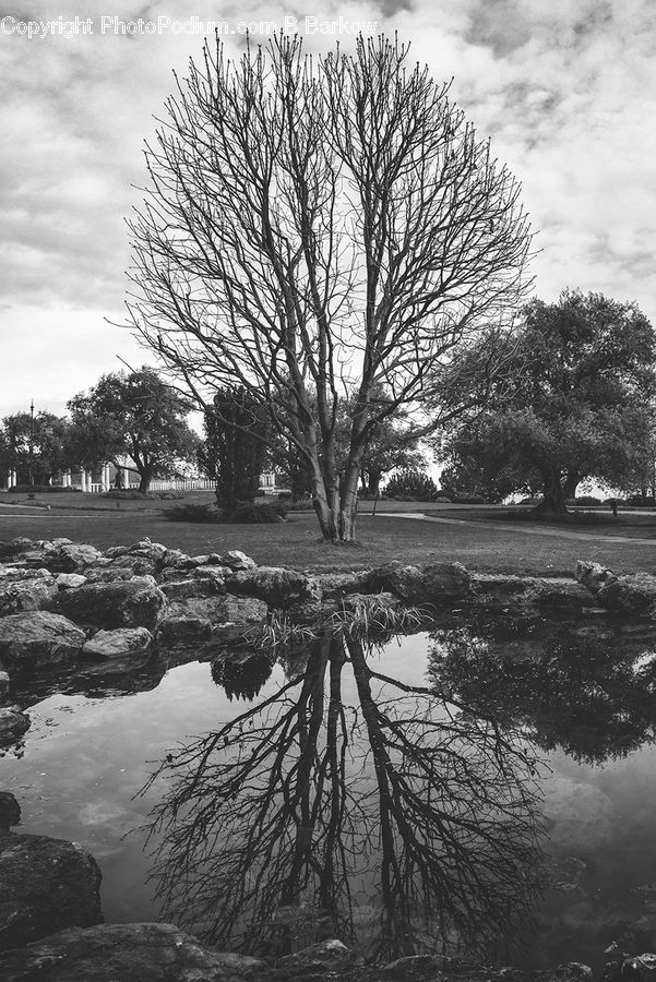 Rock, Coast, Outdoors, Sea, Water, Plant, Tree