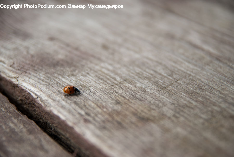 Tick, Cockroach, Insect, Invertebrate