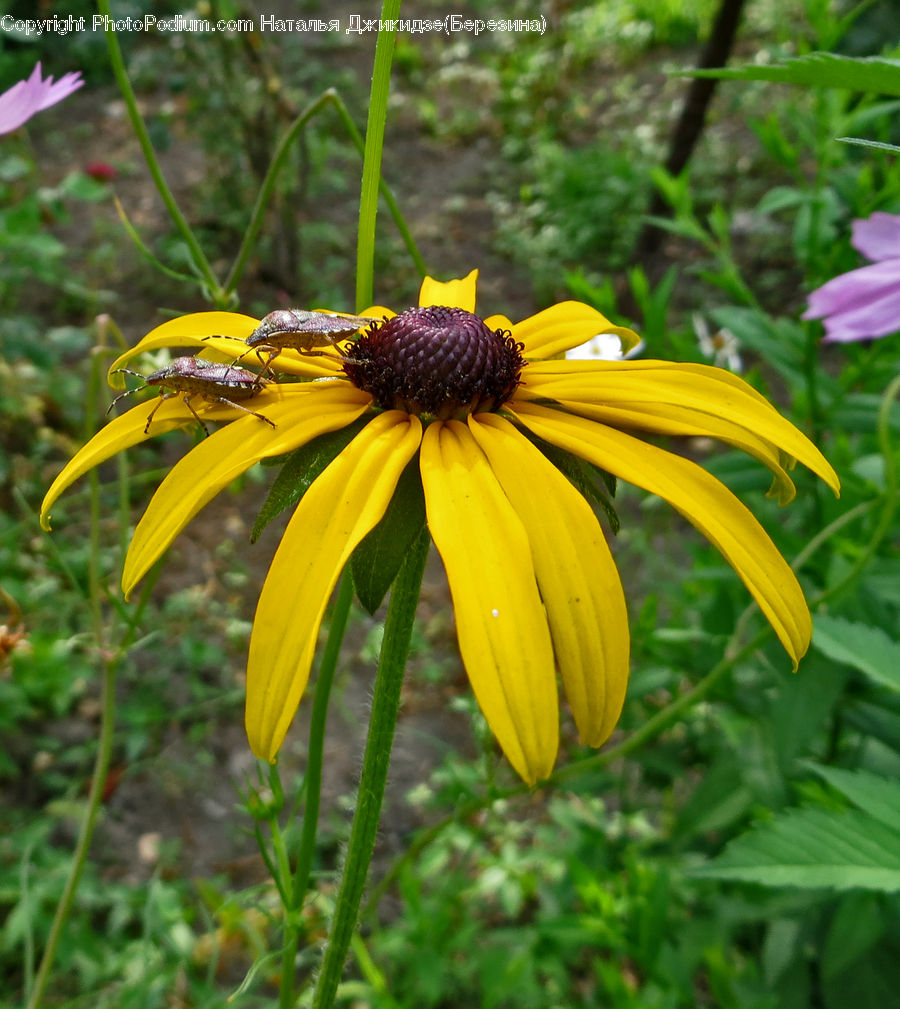 Asteraceae, Blossom, Flora, Flower, Plant, Daisies, Daisy