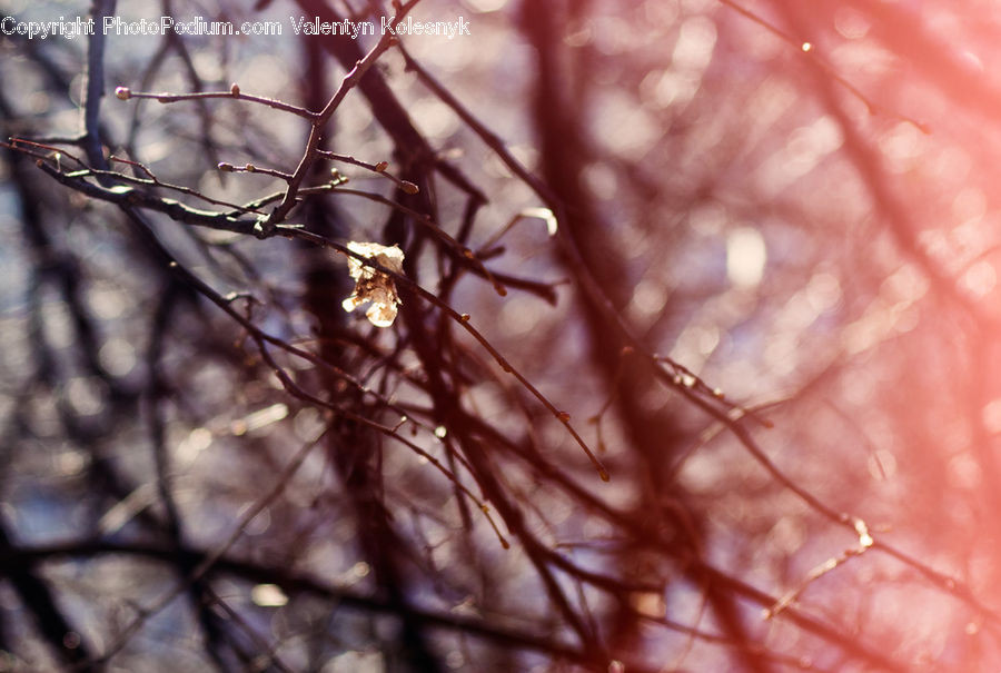 Blossom, Flora, Flower, Plant, Field, Grass, Grassland