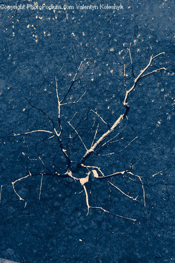 Asphalt, Tarmac, Field, Grass, Grassland, Plant, Birch