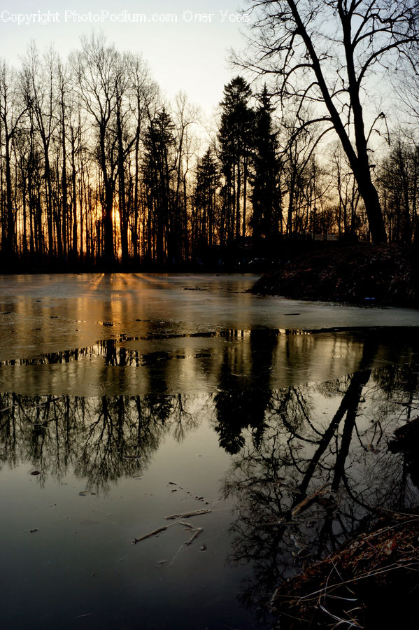 Flood, Outdoors, Pond, Water, Plant, Tree, Land