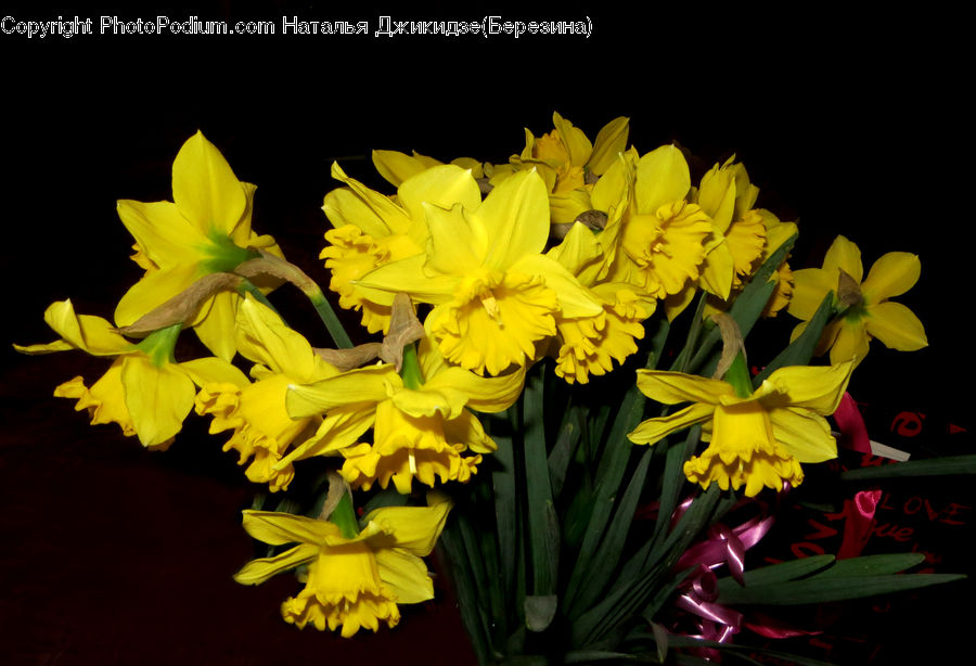 Blossom, Daffodil, Flora, Flower, Plant, Gladiolus, Flower Arrangement