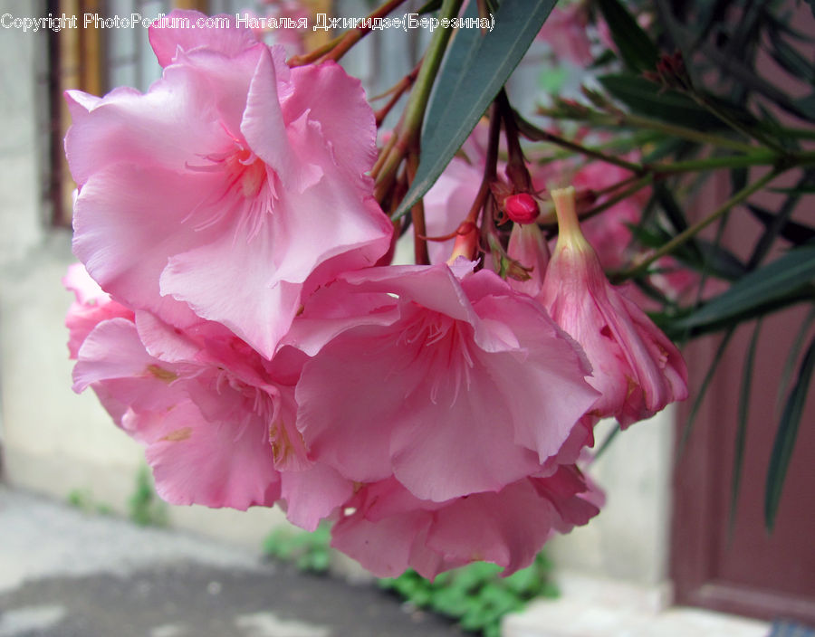 Flora, Flower, Gladiolus, Plant, Blossom, Carnation, Geranium