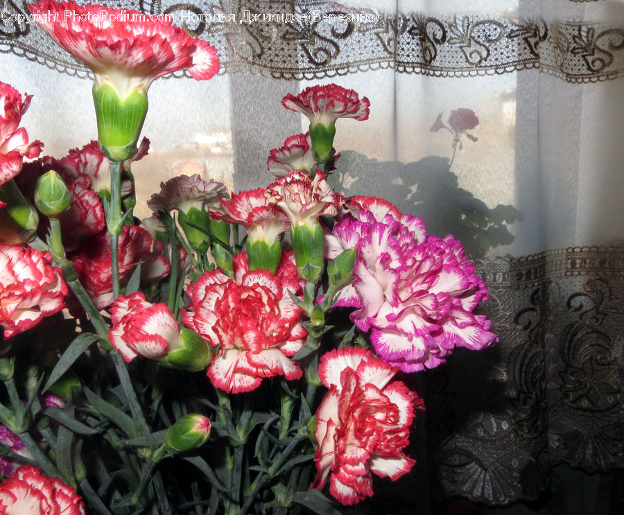 Blossom, Carnation, Flower, Plant, Peony, Potted Plant, Amaryllis