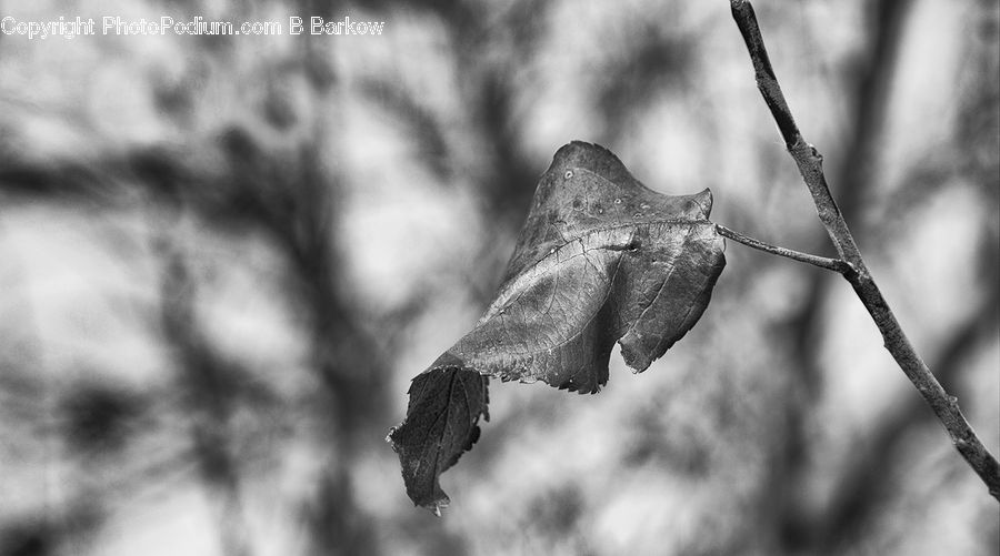 Ivy, Plant, Vine, Bird, Buzzard, Harrier, Hawk