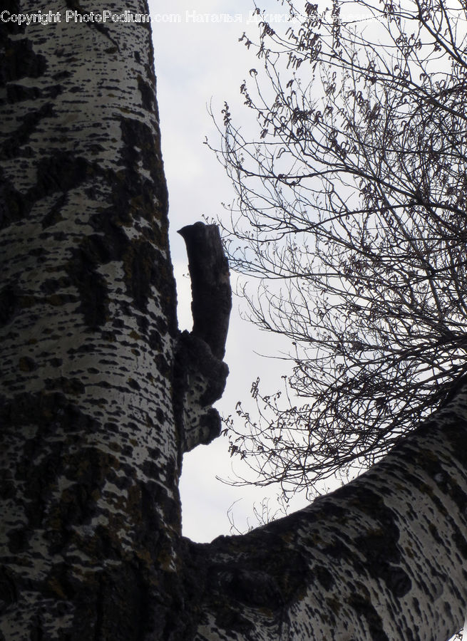 Cliff, Outdoors, Birch, Tree, Wood, Rock, Silhouette