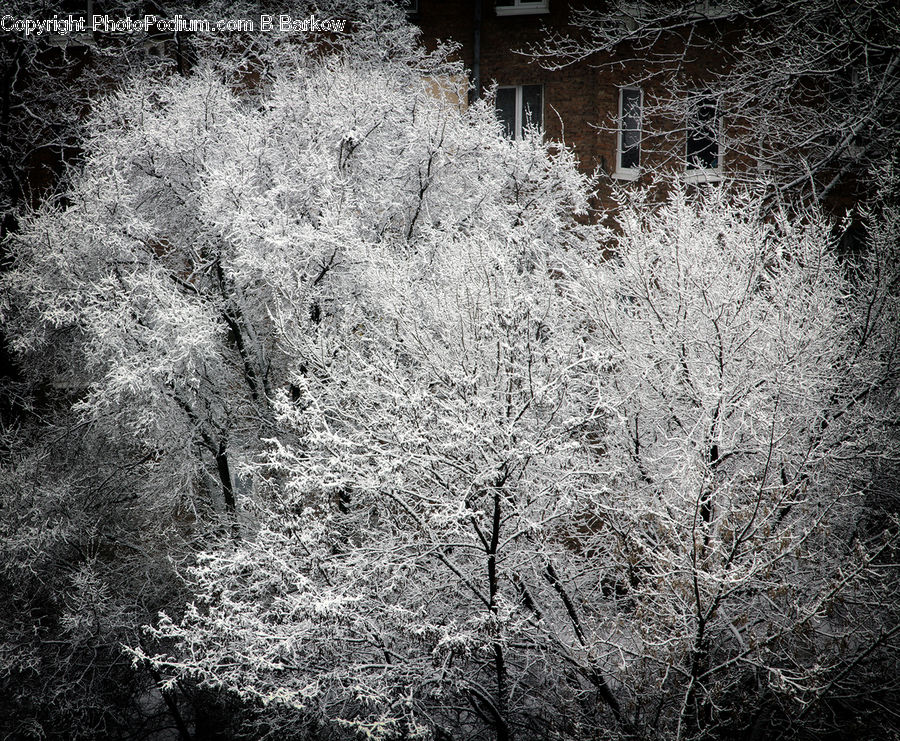 Frost, Ice, Outdoors, Snow, Ivy, Plant, Vine