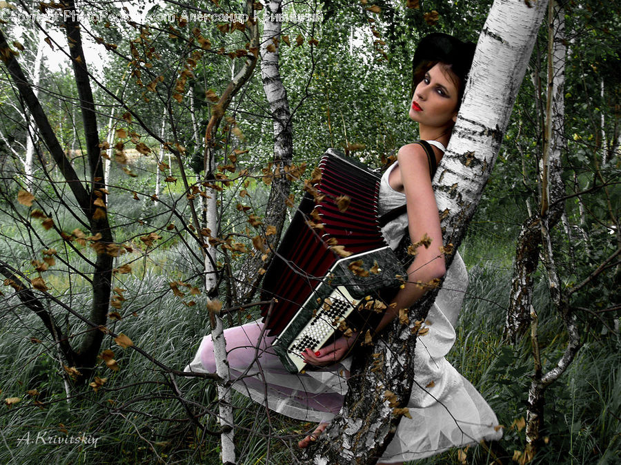 People, Person, Human, Birch, Tree, Wood, Forest