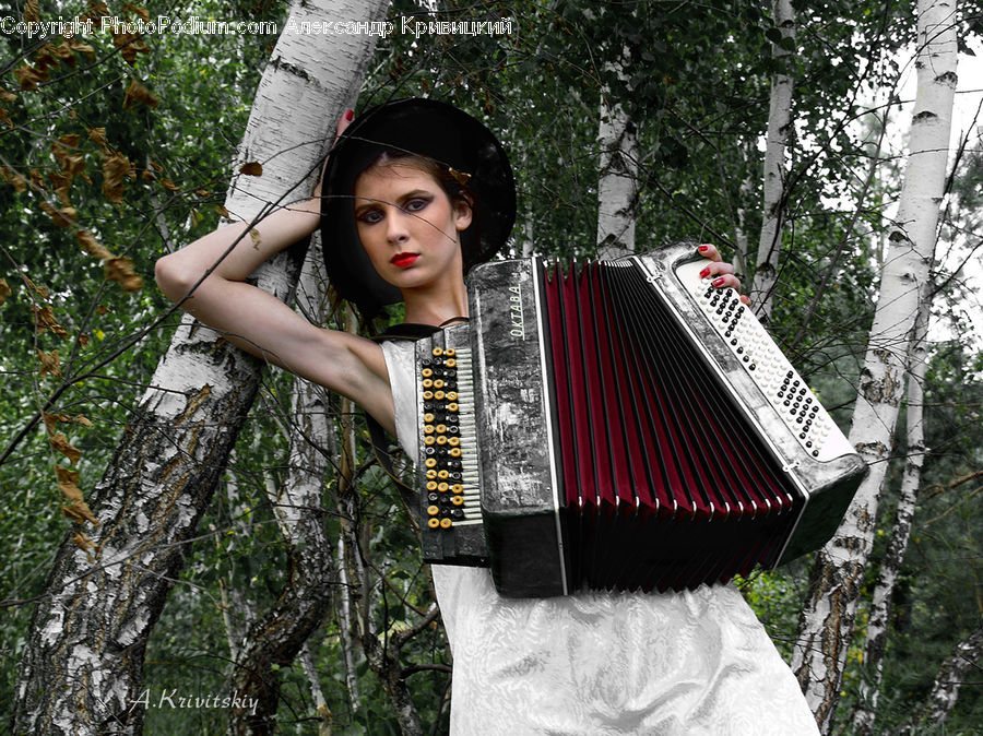 People, Person, Human, Birch, Tree, Wood, Accordion