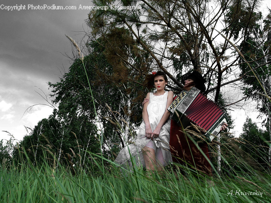 Accordion, Musical Instrument, People, Person, Human, Conifer, Fir